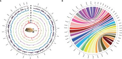 Chromosome-level genome assembly of the yellow boxfish (Ostracion cubicus) provides insights into the evolution of bone plates and ostracitoxin secretion